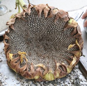 Dried sunflower head ready for harvest.