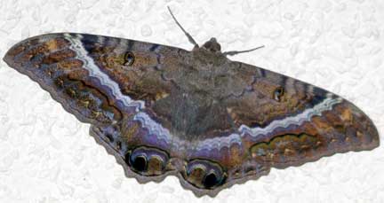 Black Witch Moth Female