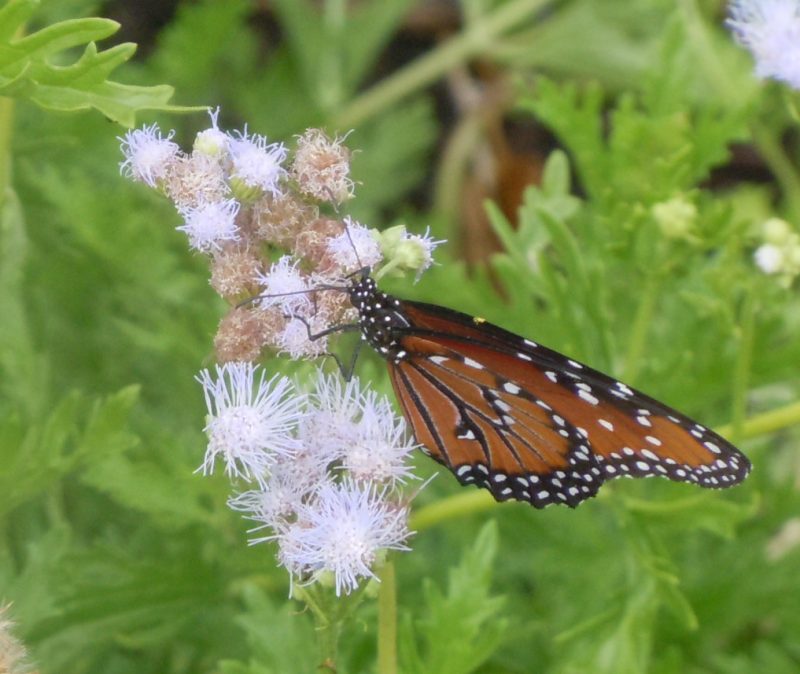 Let the Royal Butterfly Parade Begin First Come the Queens, with Monarchs to Follow Texas
