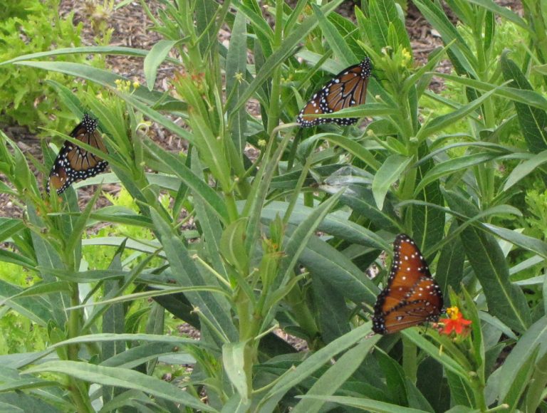 Let the Royal Butterfly Parade Begin First Come the Queens, with Monarchs to Follow Texas