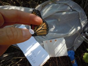 Use your thumbnail to lift tag from sheet and transfer to butterfly.