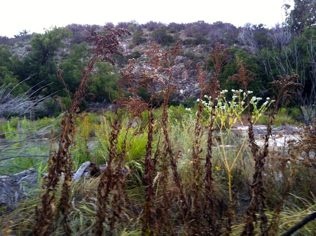 Parched Goldenrod on the Llano River