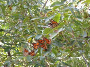 Monarch Butterflies Stalled in Pecan Trees on the Llano River