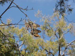 Monarch butterflies hold onto a pecan tree branch