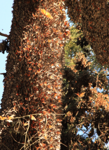 Monarch butterflies cluster on Oyamel Trees in Michoacan