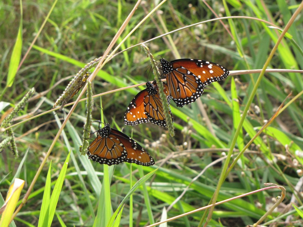 Queen, Monarch Caterpillars and Butterflies How to Tell the Difference