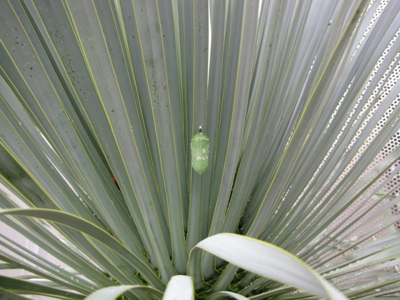 Oh, those Crazy Chrysalises: Bringing Caterpillars Inside Can Result in ...