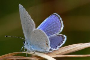 Lycaenid butterfly