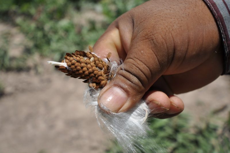 how-to-get-texas-native-milkweed-seeds-to-germinate-texas-butterfly-ranch