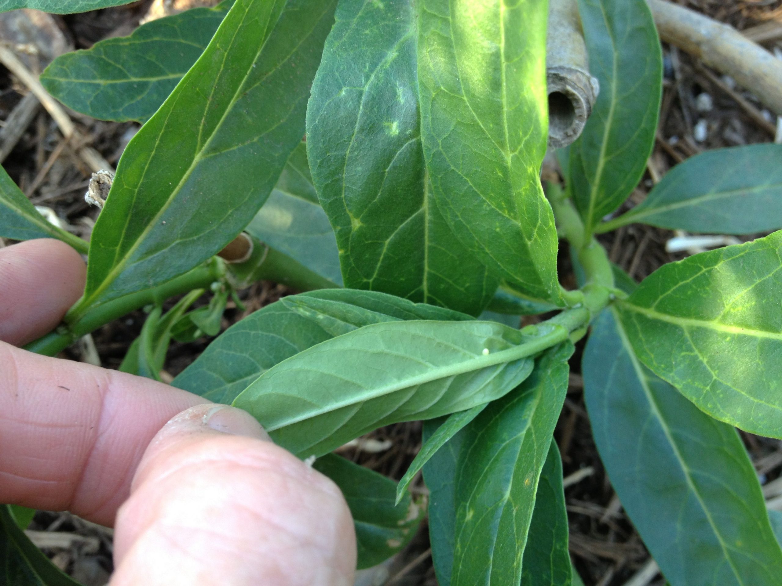 Monarch egg on Tropical mlkweed
