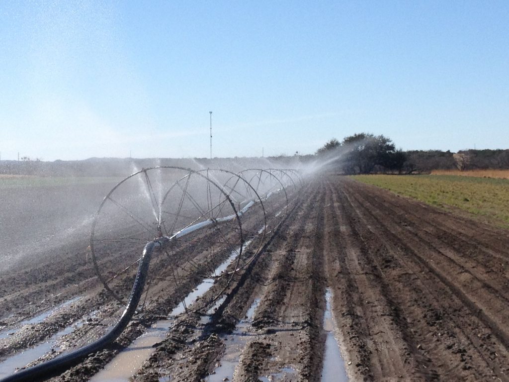 Irrigating at Native American Seed