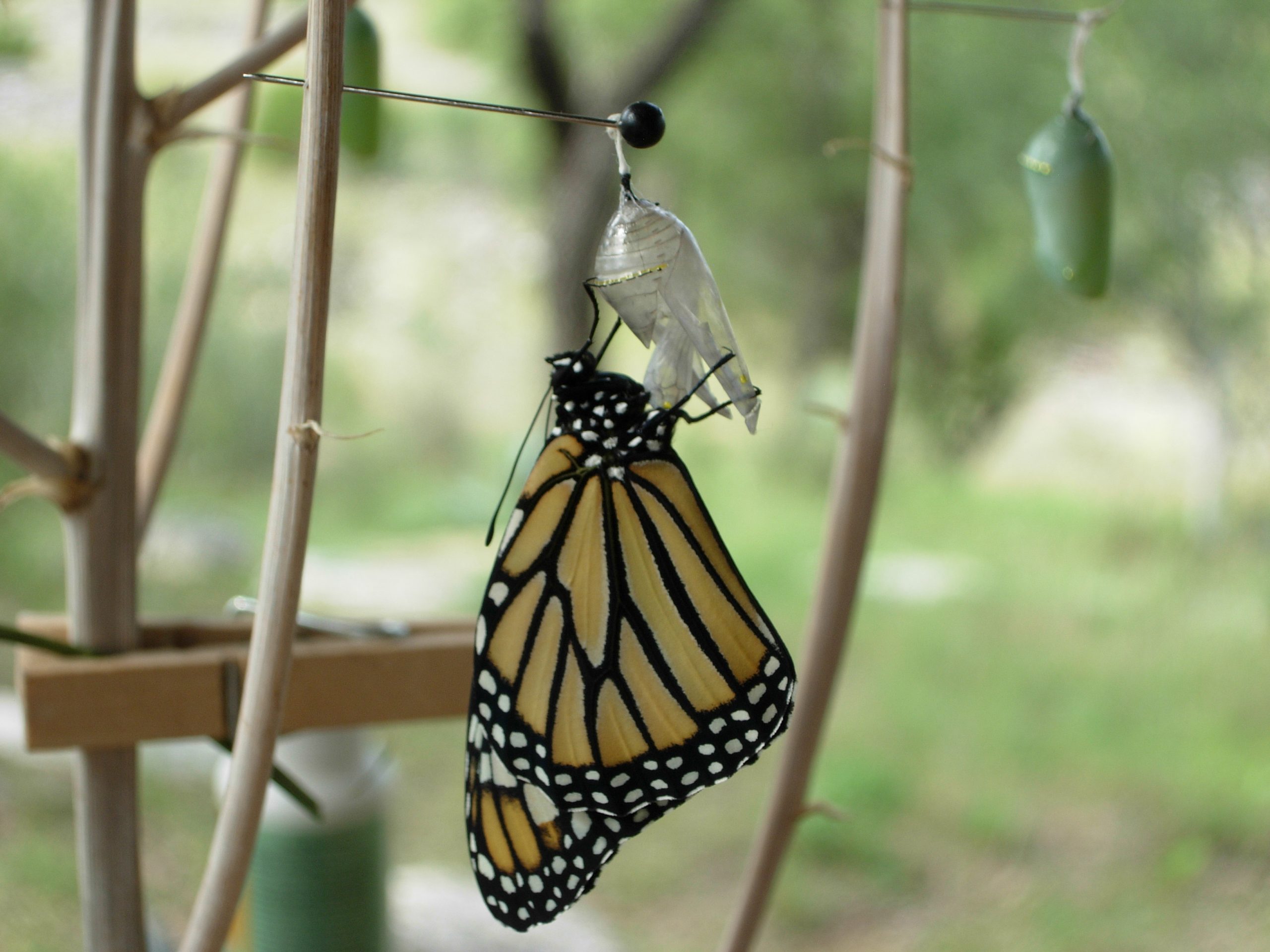 Newborn Monarch butterfly