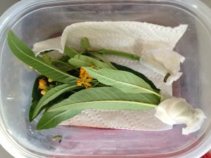 Fresh milkweed for Monarch caterpilalrs