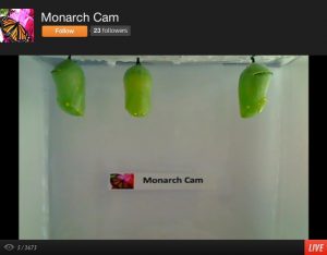 Monarch Cam