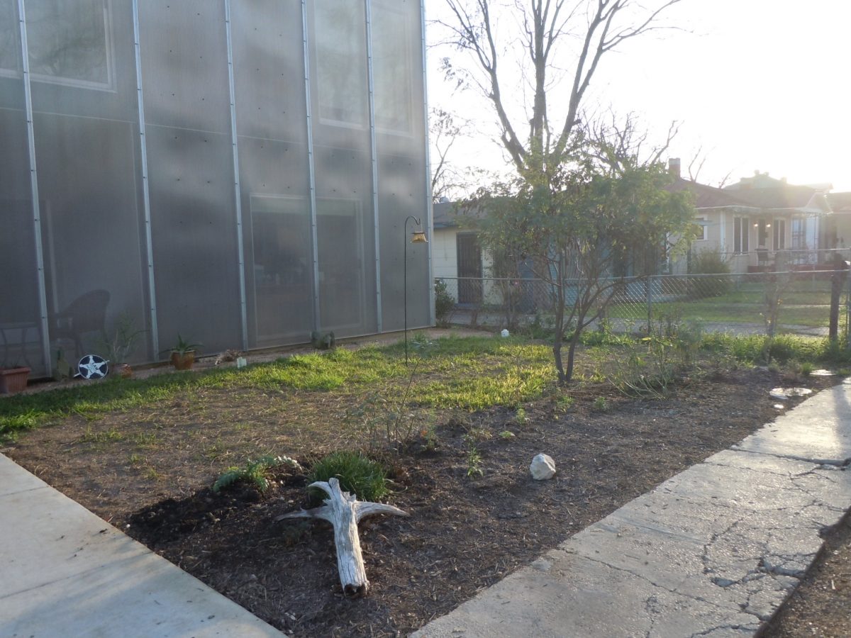 Mostly Native Urban Butterfly Garden Outperforms Lawn Anytime in San