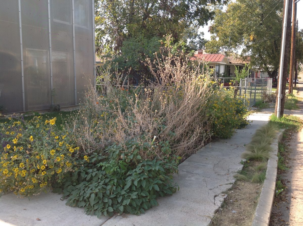 Planning a pollinator garden? Here’s tips on how to do it Texas