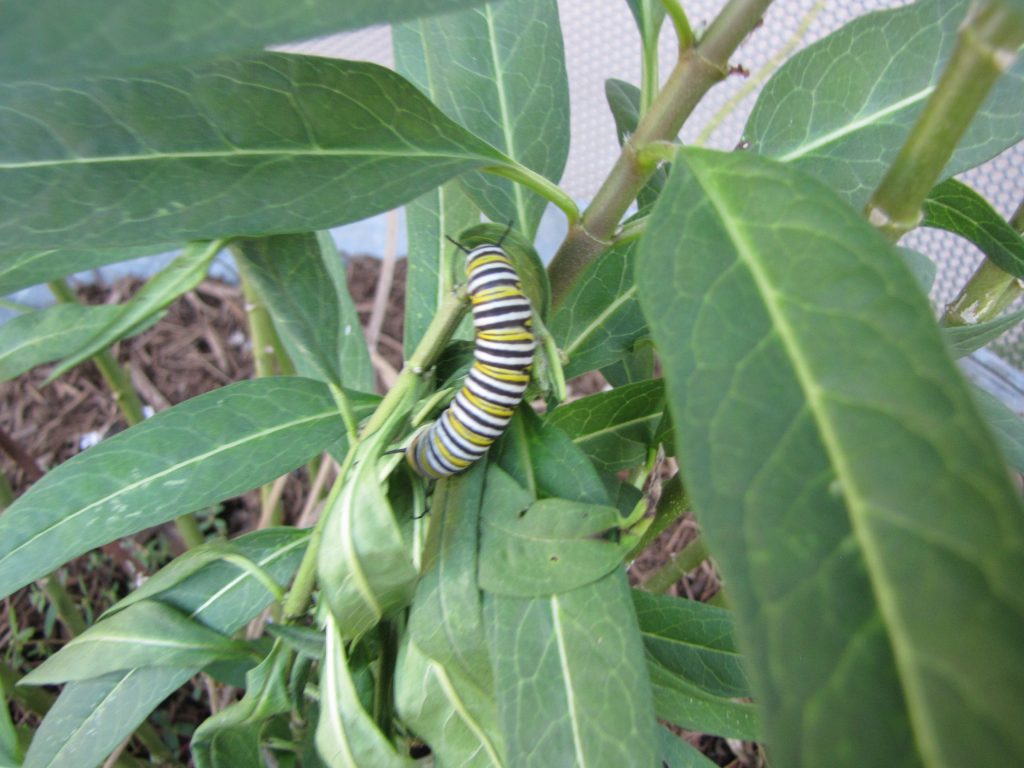 Monarch caterpillar on Tropical milkweed