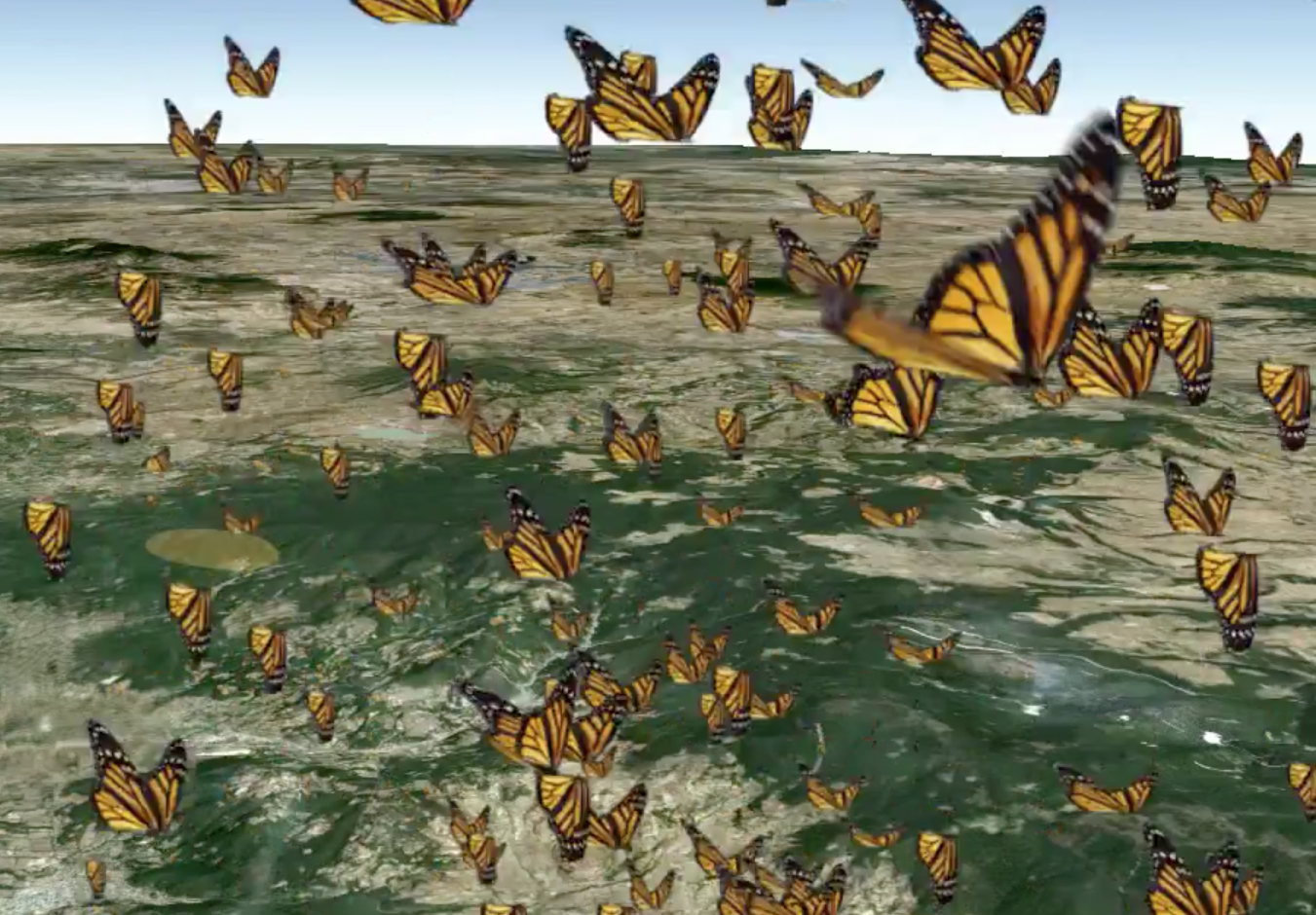Бабочек легкая стая. Мигрирующие бабочки Данаида Монарх. Миграция бабочек монархов. Данаида Монарх миграция. Маршрут миграции бабочка Данаида Монарх.