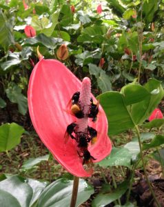 Anthurium and bumblebees
