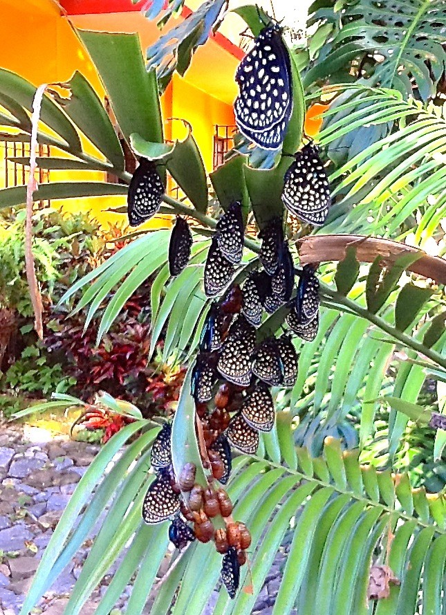 Superb Cycadian butterflies at Finca Monte Carlo, Oaxaca, Mexico
