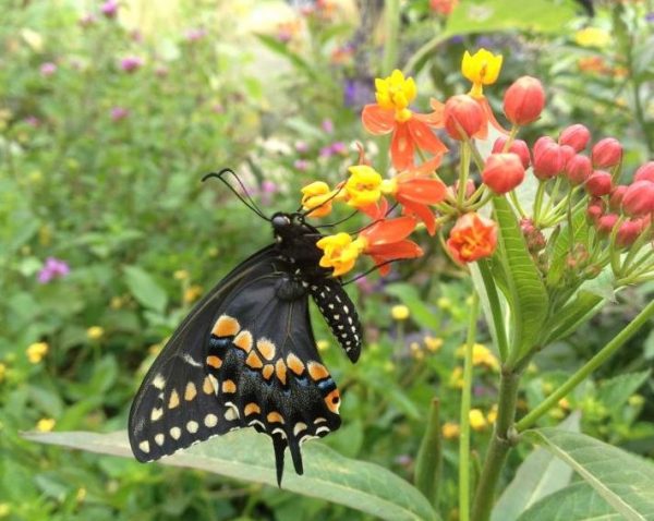 Caterpillar Quiz: How to Tell the Difference between Monarchs and ...