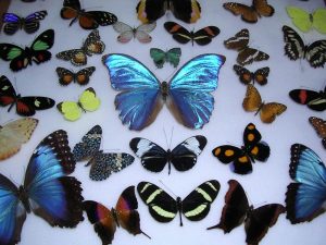 Costa Rican butterflies