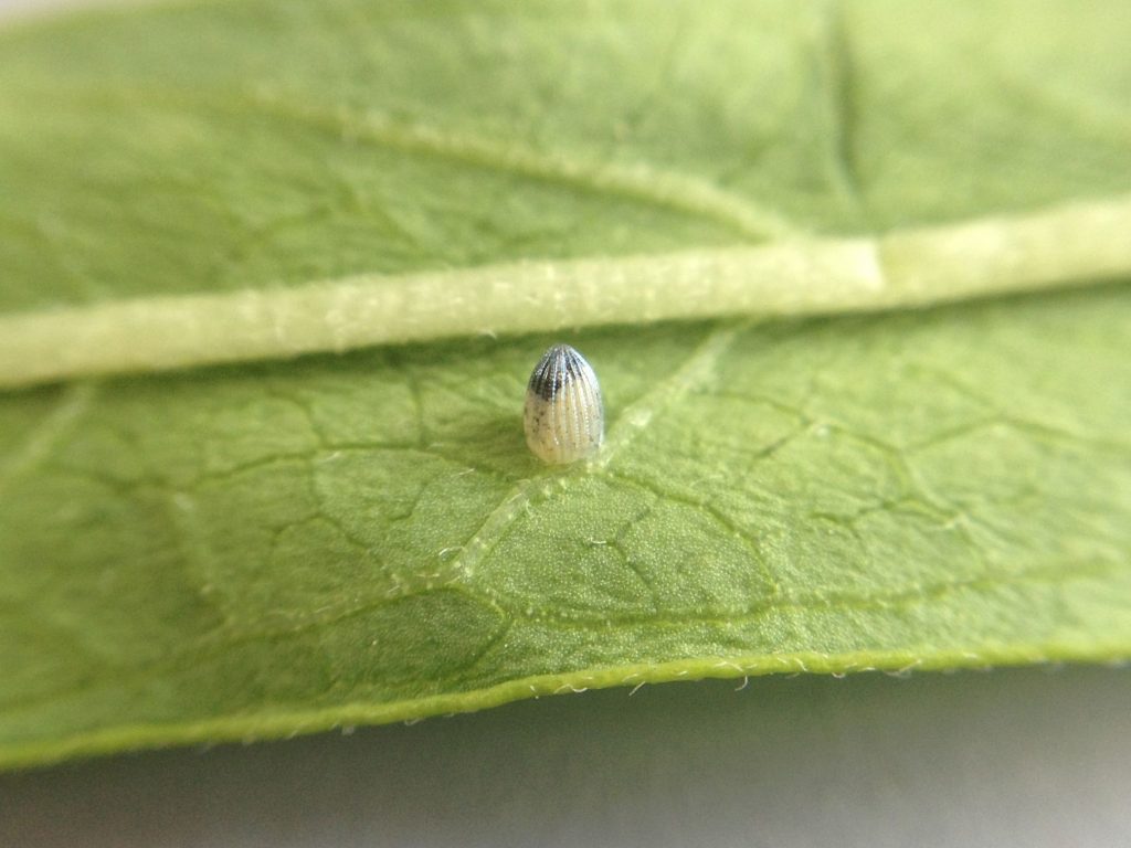 About to hatch caterpillar egg