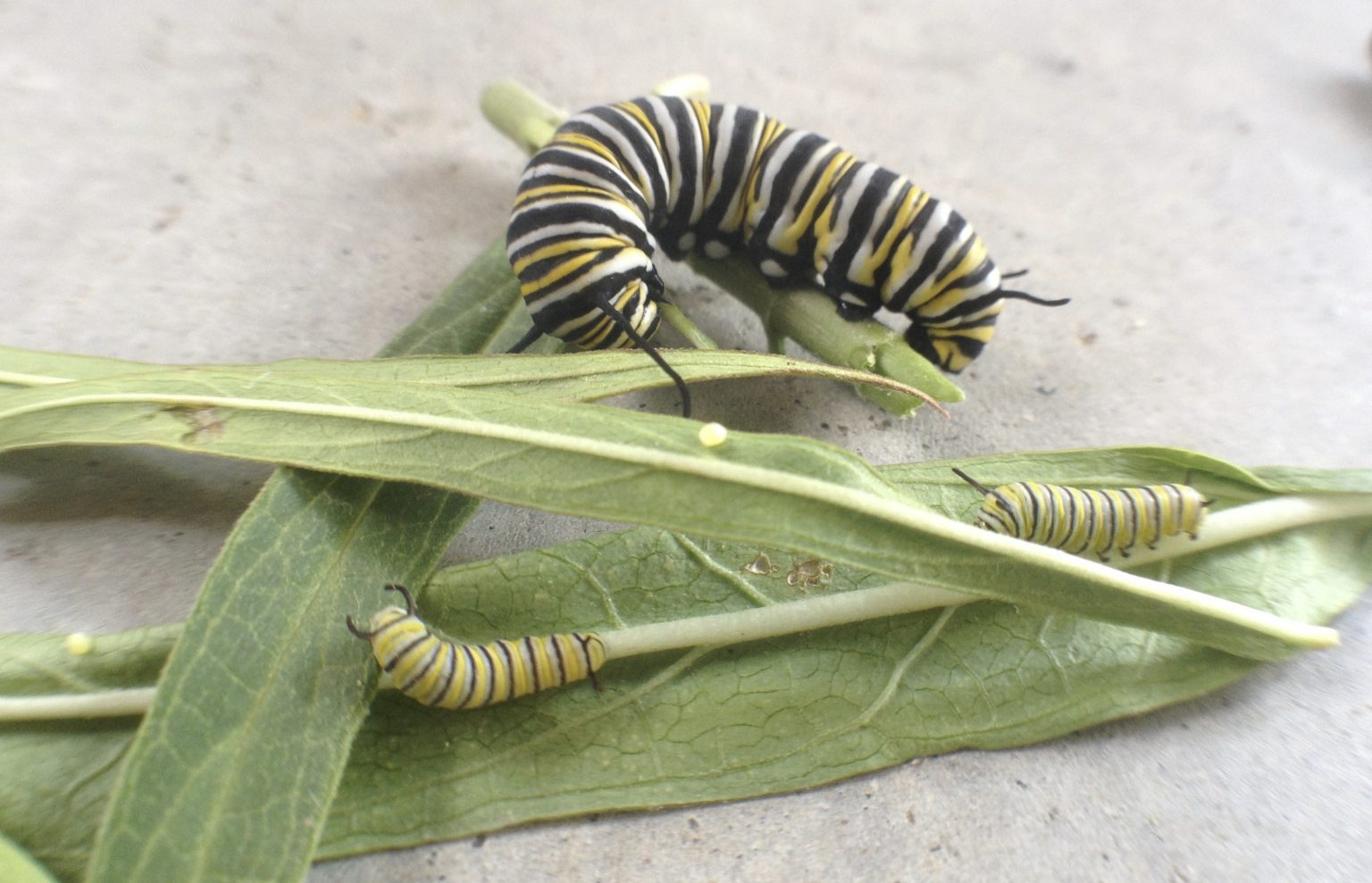 Caterpillar Cannibalism Monarch butterfly caterpillar eats Monarch egg