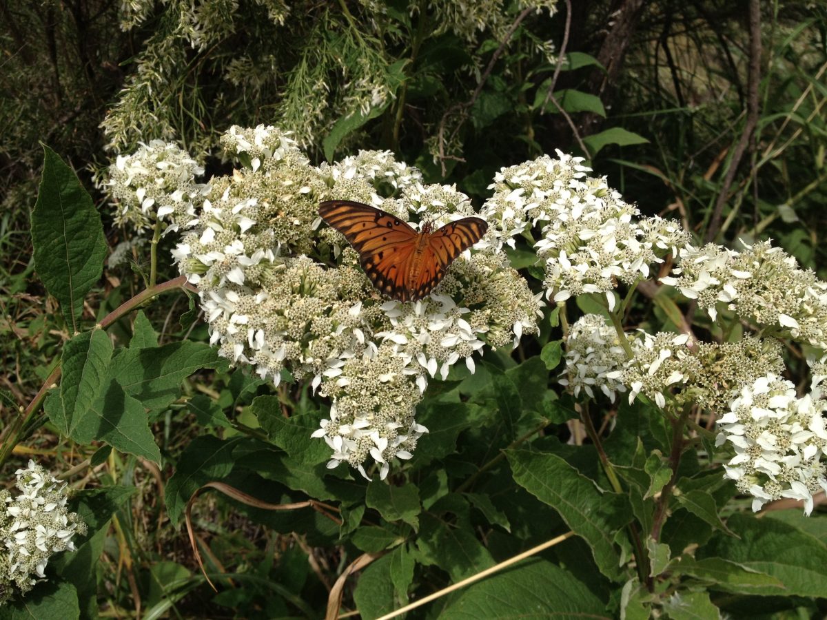 Caterpillar Palooza On The Llano River No Monarch Butterflies But