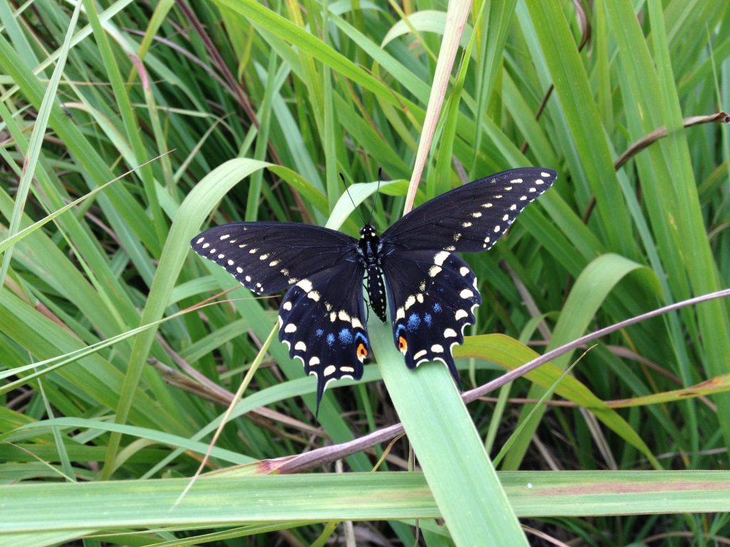 Eastern Swallowtail