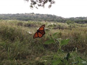 Monarch on the Llano