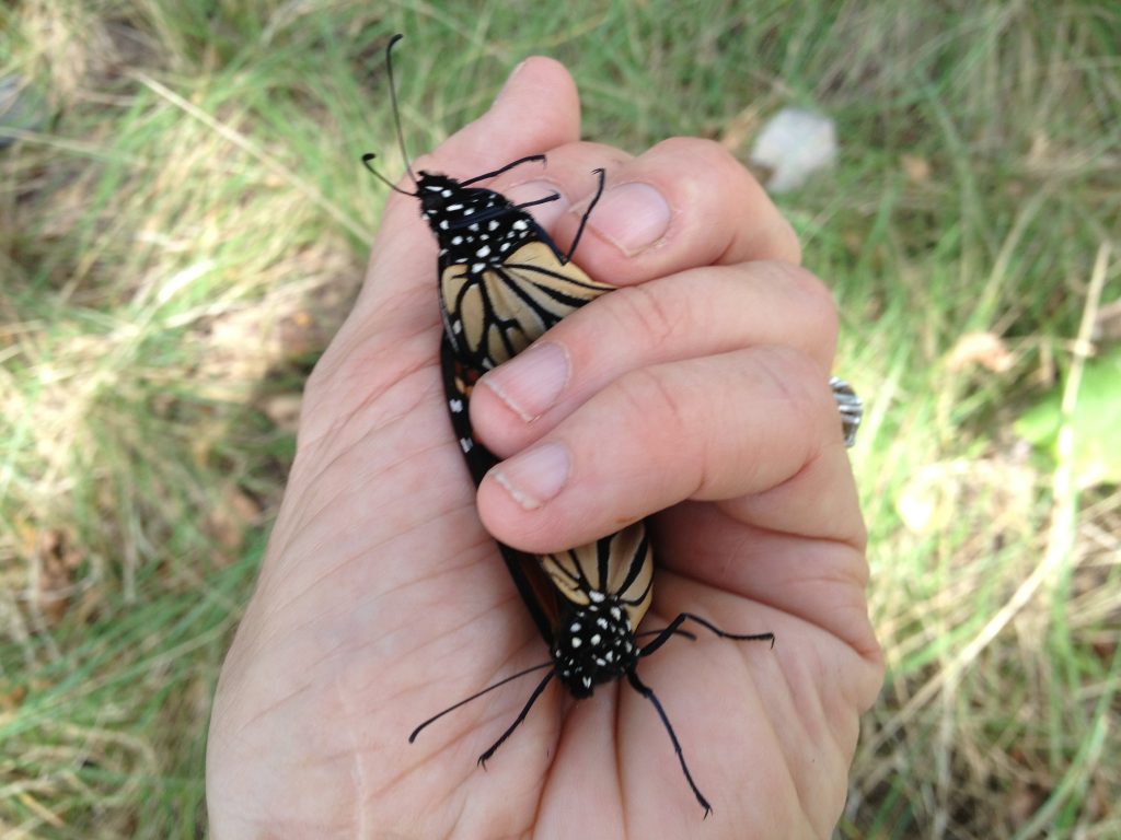 Handful of Monarch butterflies on the Llano River this weekend. Photo by Monika Maeckle