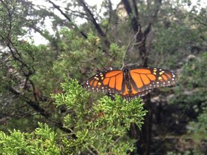 Monarch butterfly resting on Cedar