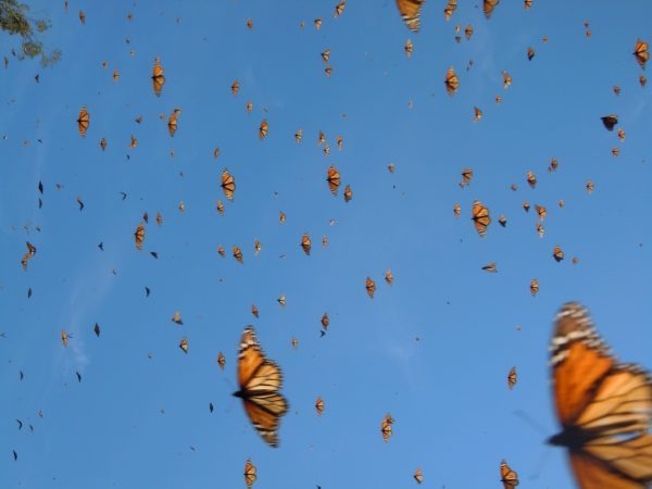 Blue Sky Monarchs