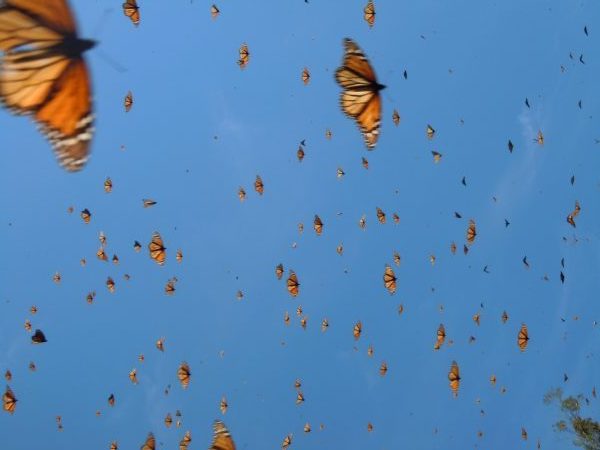 Blue Sky Monarchs