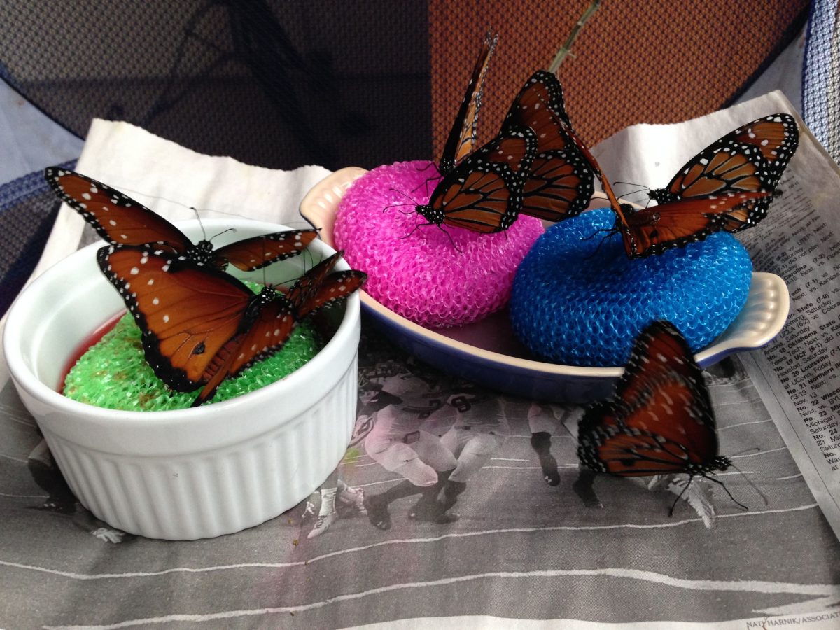 Baby, it’s Cold Outside What to do with Late Season Butterflies