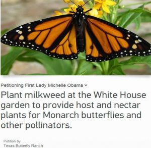 Michelle Obama, please plant milkweed at the White House