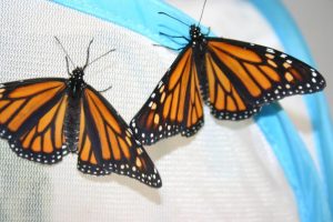 PUmpkin fed Monarch