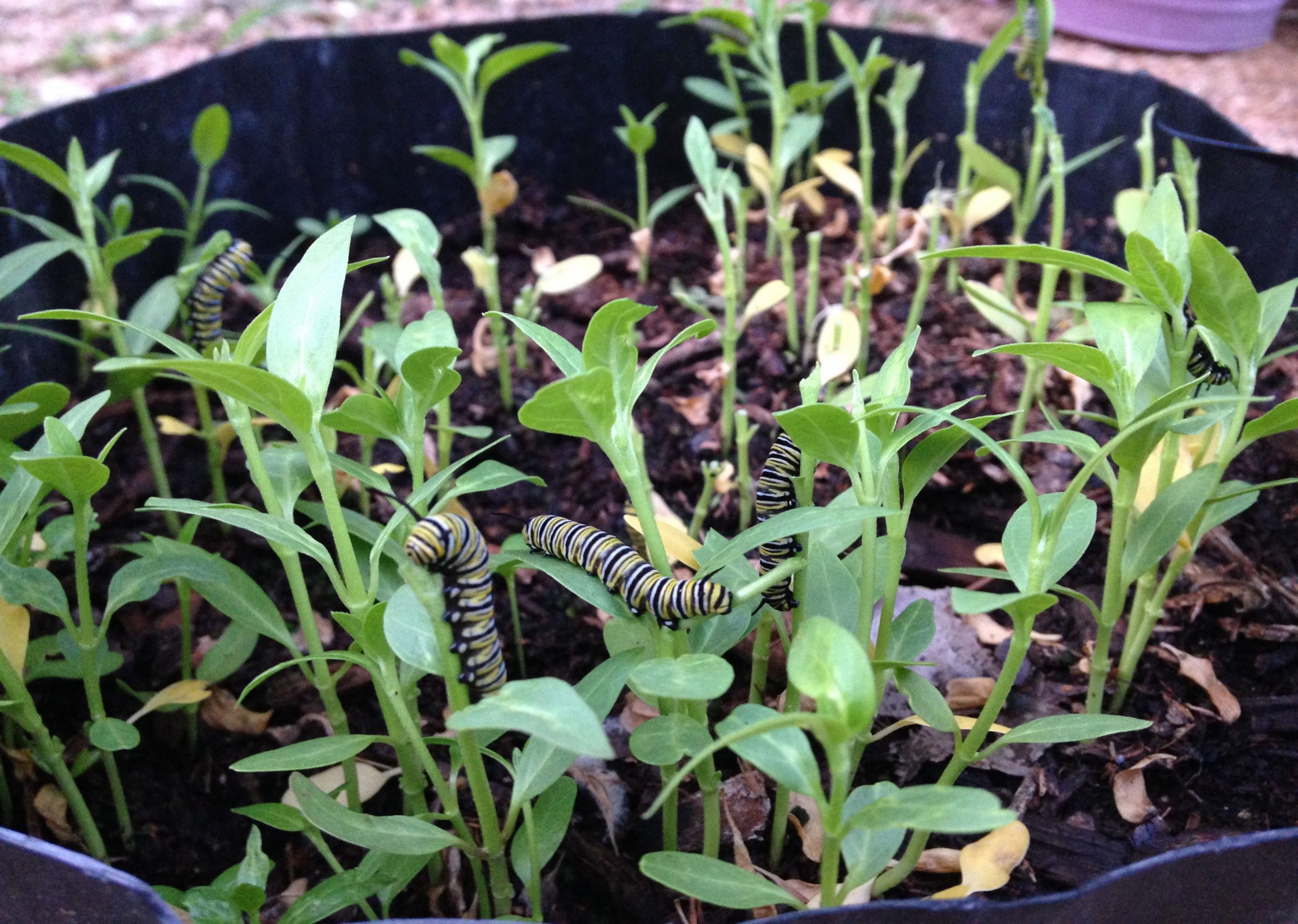 Hungry caterpillars on milkweed seedlings