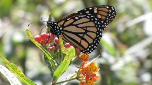 Monarch on milkweed