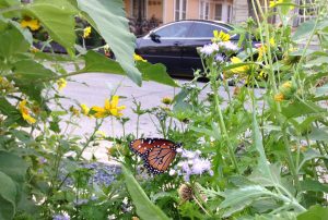 Queen on mistflower in urban polliantor garden