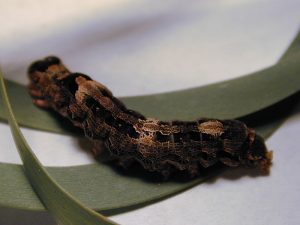 Black Witch Moth caterpillar
