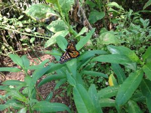 monarch butterfly laying eggs