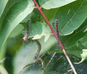 Ailanthus webworm moth caterpillars