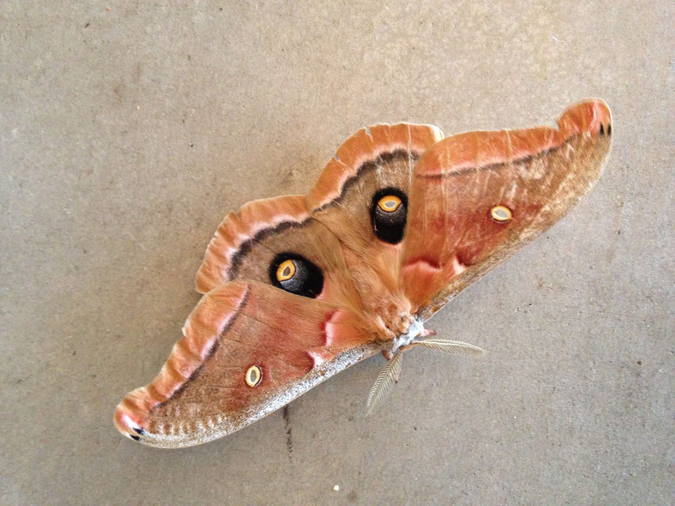 West Texas Giant Moth Species West Texas Giant Moth Species
