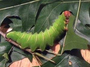 Polyphemus moth caterpillar