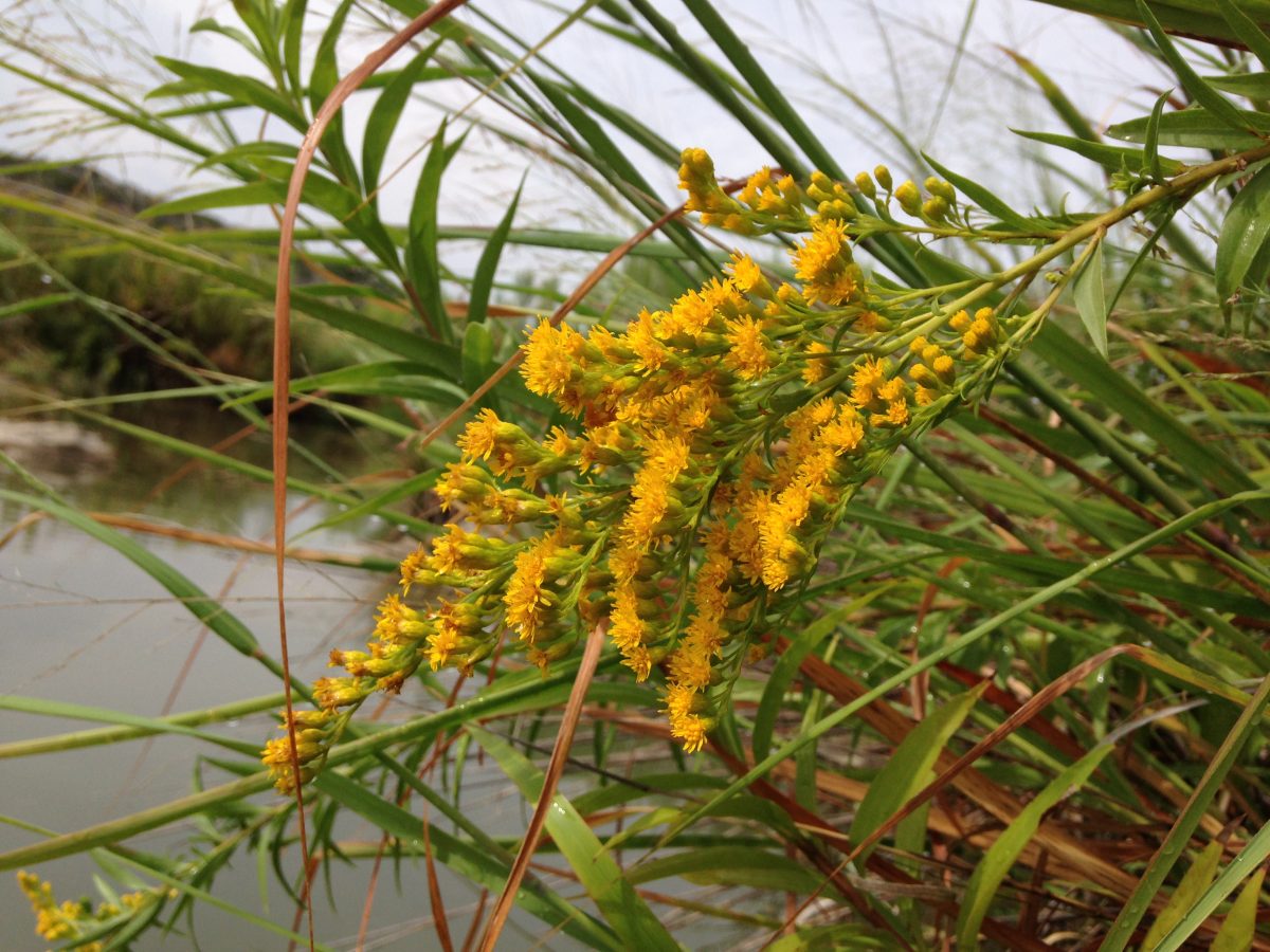 New study nectar plants more important than milkweed for Monarch