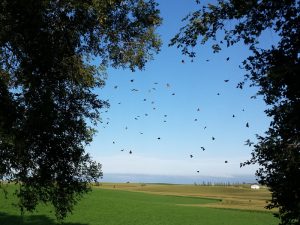 Monarchs on the move