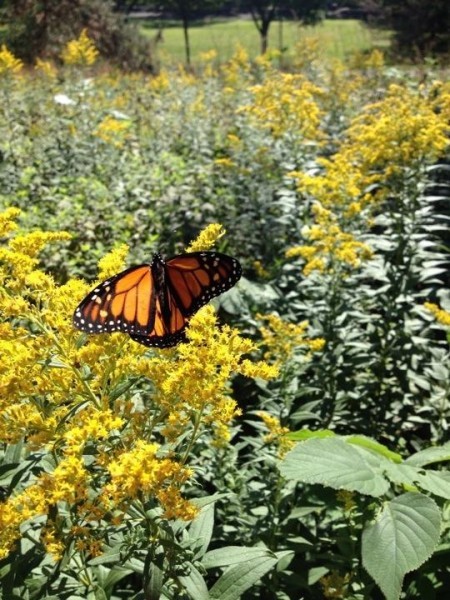 Monarch tagged in Minnesotat