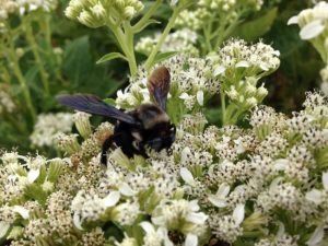 Bee on Frostweed